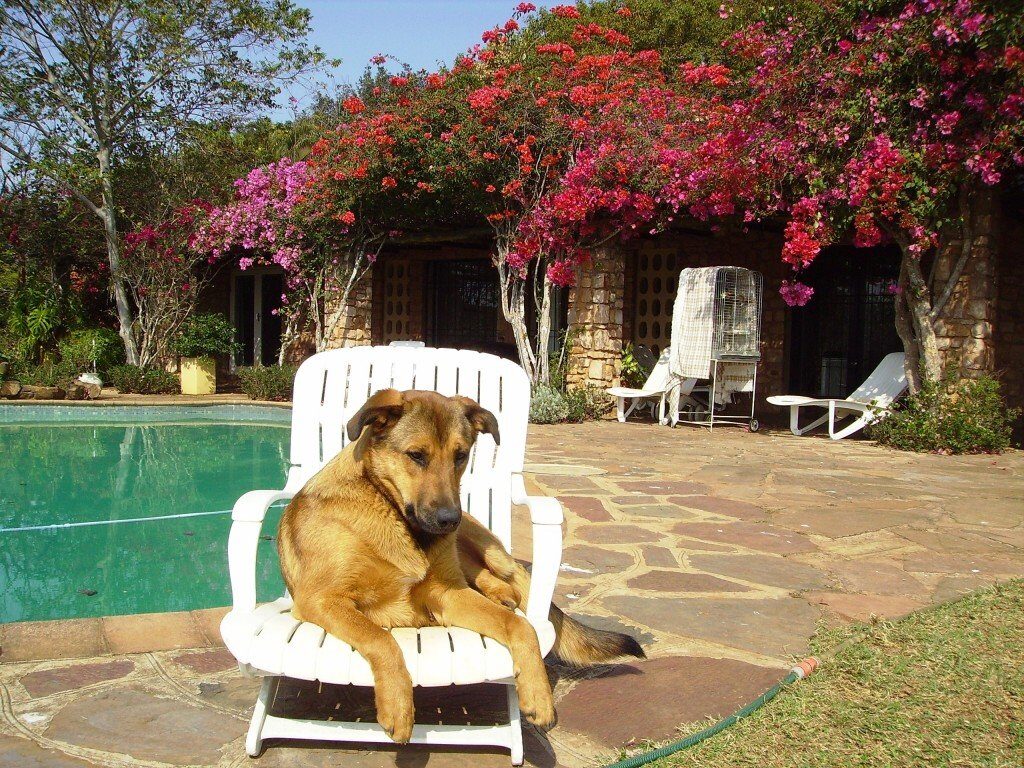 When The Cats Stray Its The Dogs Day